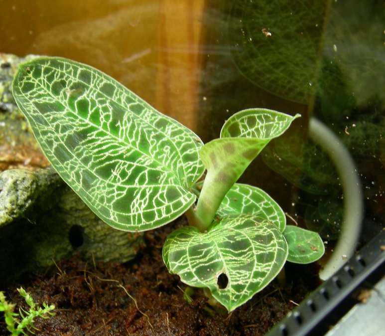 Jewel Orchid