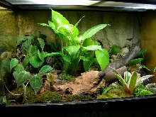 Newest Viv
