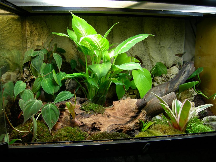 Newest Viv