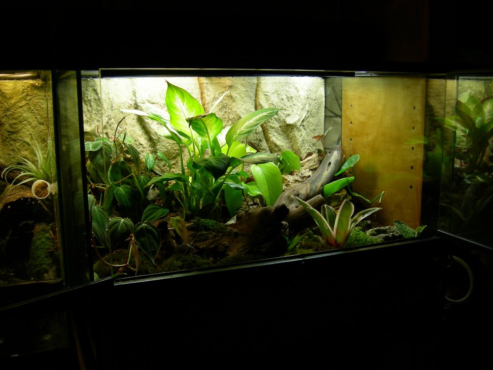 Newest Viv 1