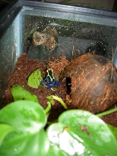 Suriname Cobalt