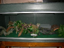 Rainbow Boa Setup