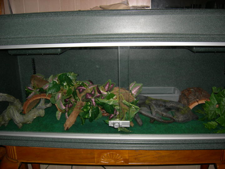 Rainbow Boa Setup