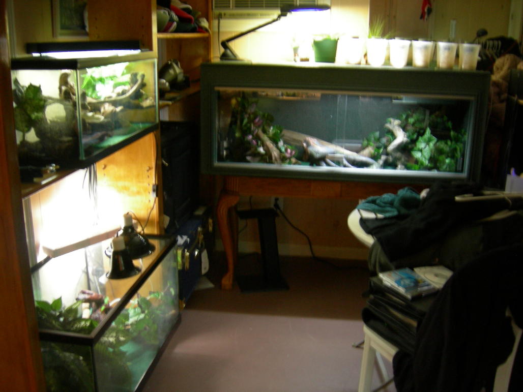Reptile Takeover 1