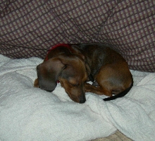 Rue Mini-Daschund