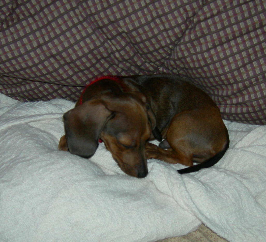 Rue Mini-Daschund