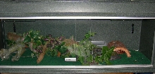 Showcase Cage
