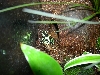 Dendrobates Auratus