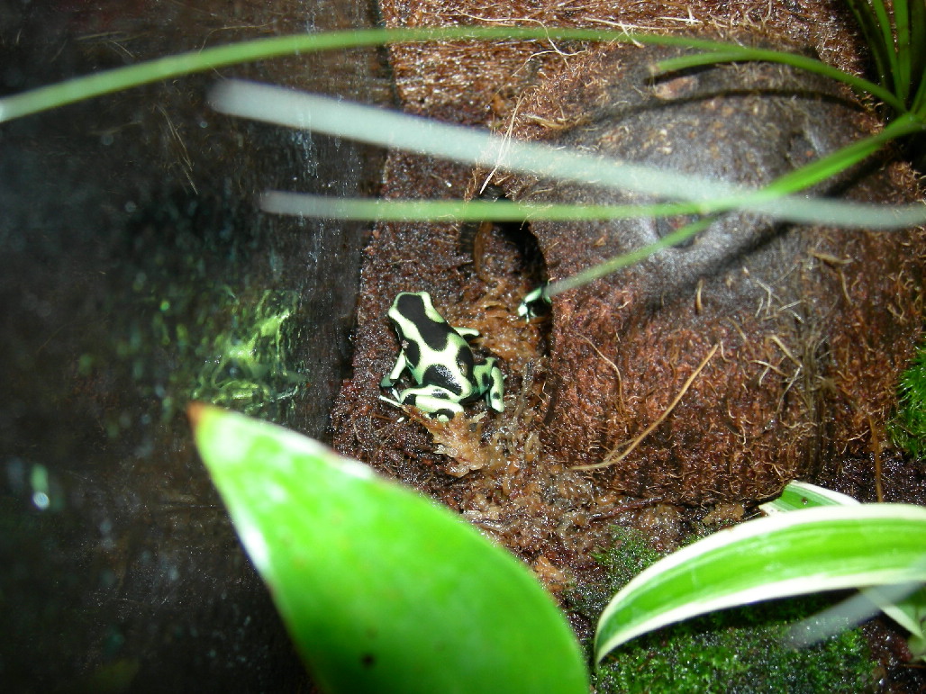 Dendrobates Auratus