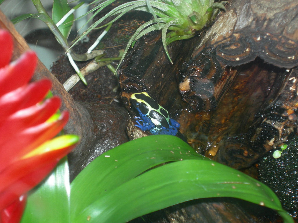 Suriname Cobalt 2