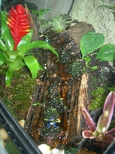 Suriname Cobalt 3