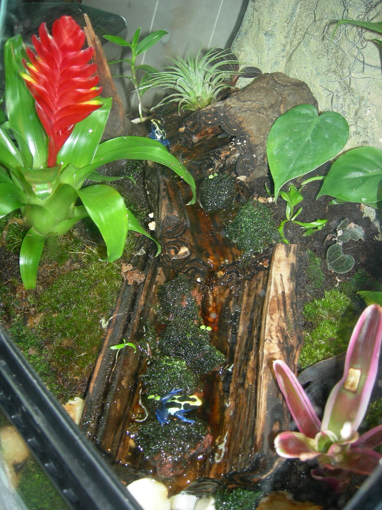 Suriname Cobalt 3