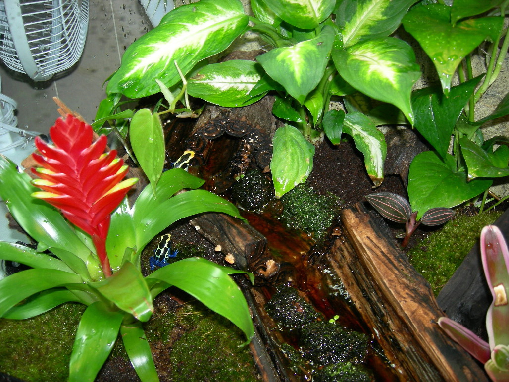 Tinc Viv 1April 25th