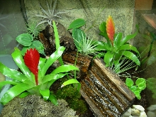 Newest Viv