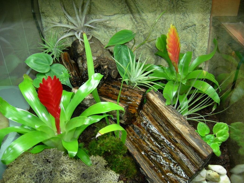 Newest Viv