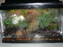 10 gal Vivarium from Front