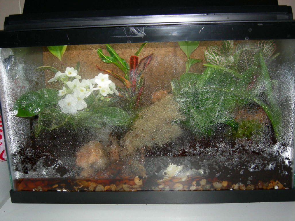 10 gal Vivarium from Front