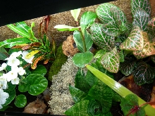 10 gal Vivarium From Top