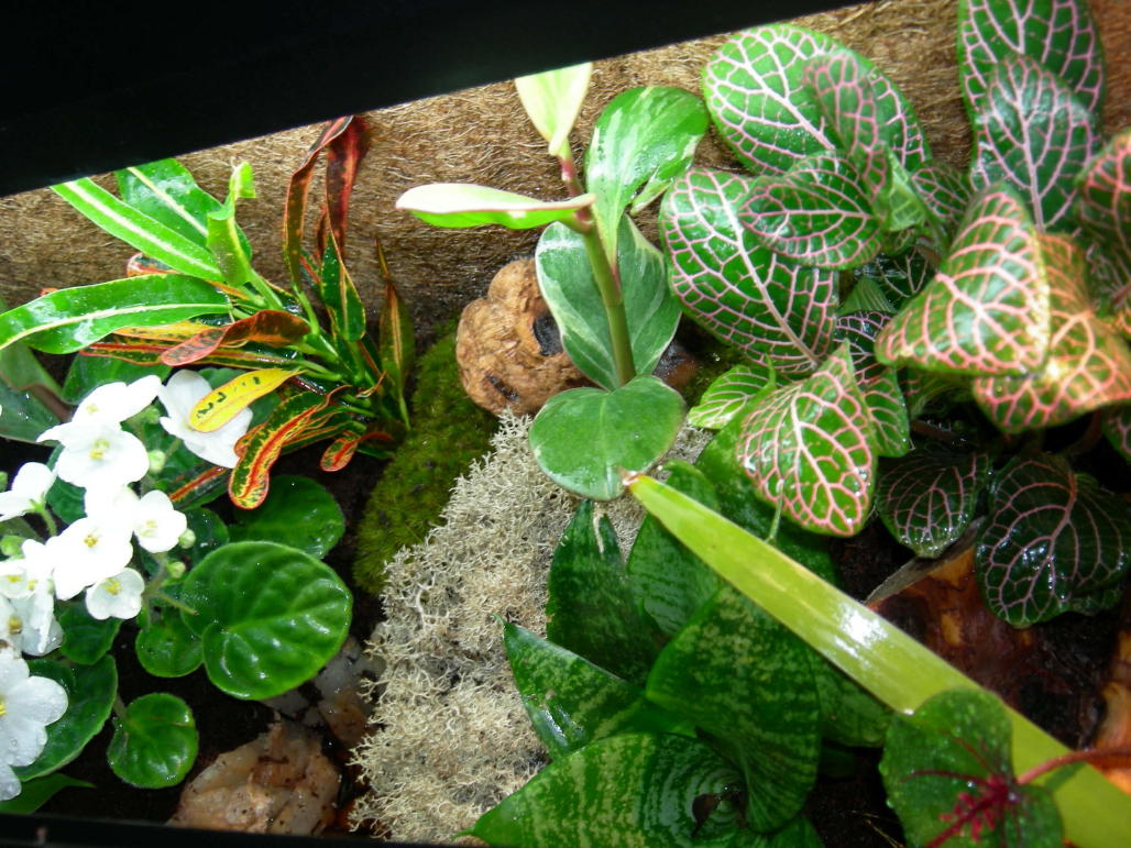 10 gal Vivarium From Top