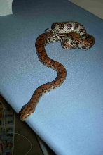Yang 1