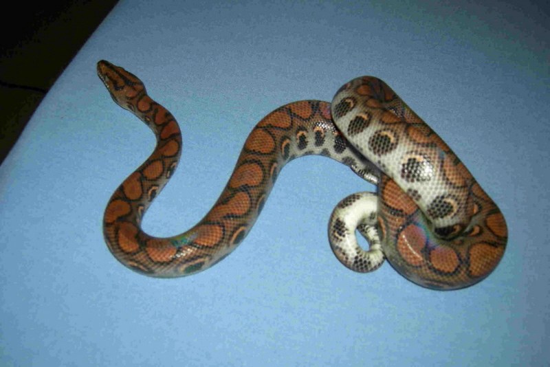 Yang 2