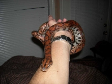 Female Brown BRB