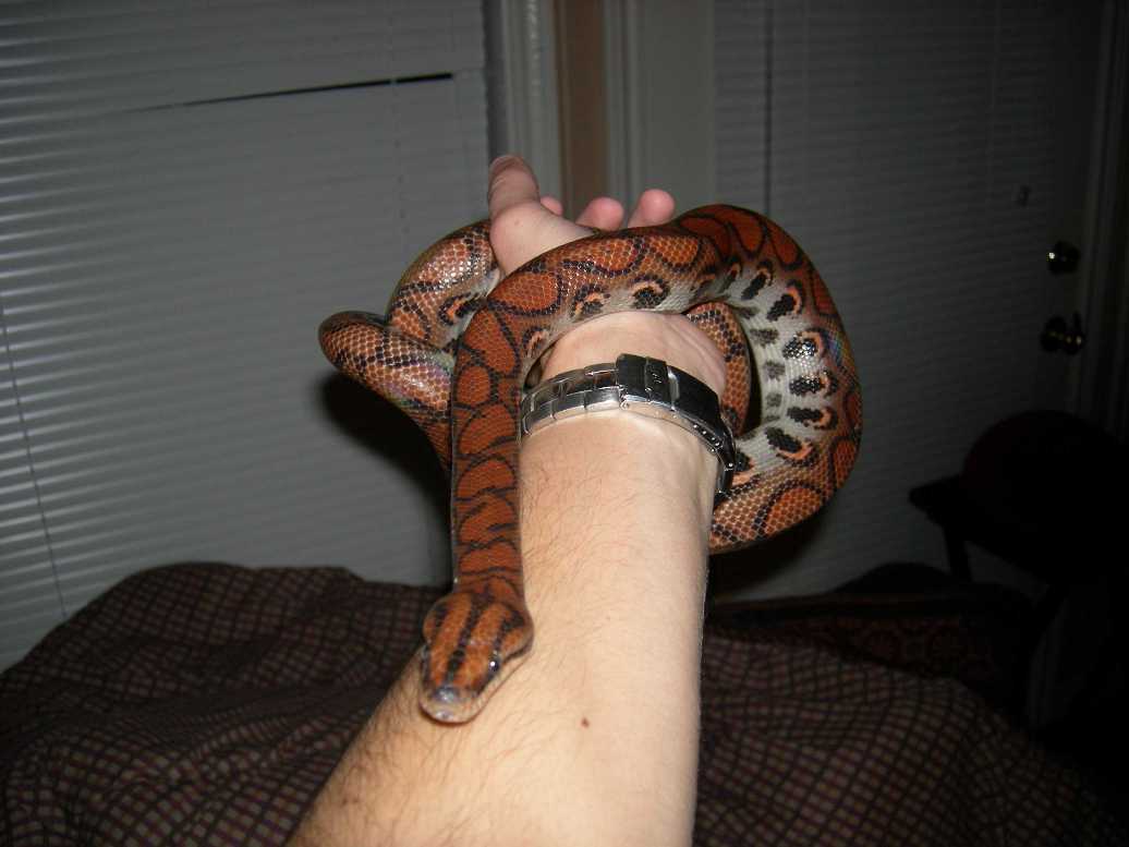 Female Brown BRB