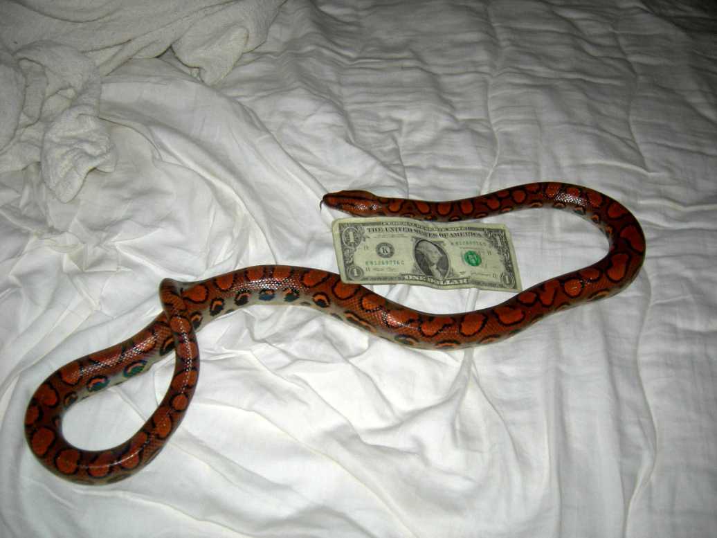Male Orange BRB