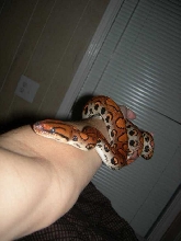 Male Orange BRB