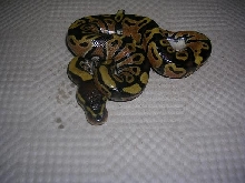 circle sib 1