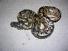 circle sib 3