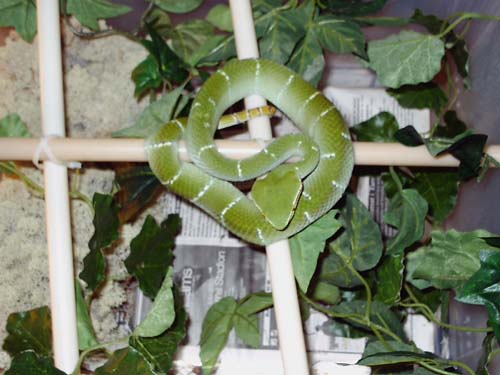 Tropidolaemus wagleri