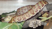 T.venustus