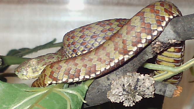 T.venustus