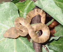 Trimeresurus puniceus