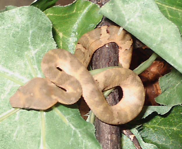 Trimeresurus puniceus