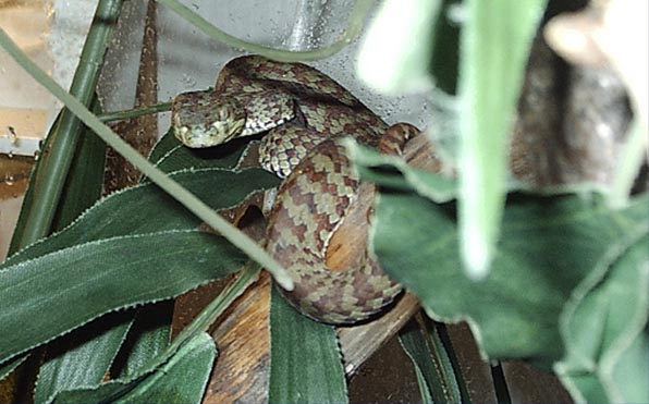 t.venustus