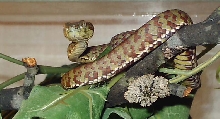 venustus
