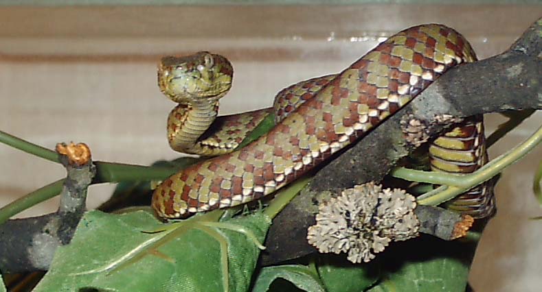 venustus