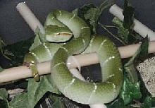 Tropidolaemus wagleri (SULAWESI)
