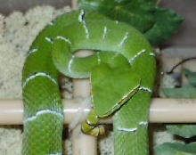 t wagleri