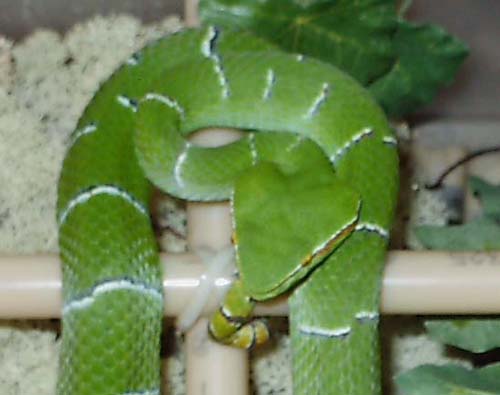 t wagleri