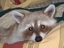blonde female raccoon