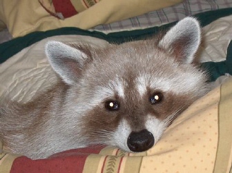 blonde female raccoon