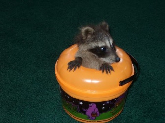 Grey 6 week old raccoon