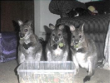 Bennetts Wallabies Trio