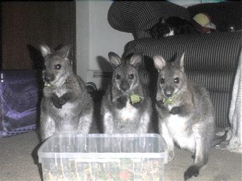 Bennetts Wallabies Trio