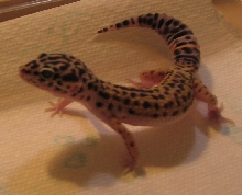 SPIKE