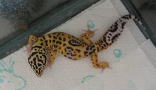 Spyro