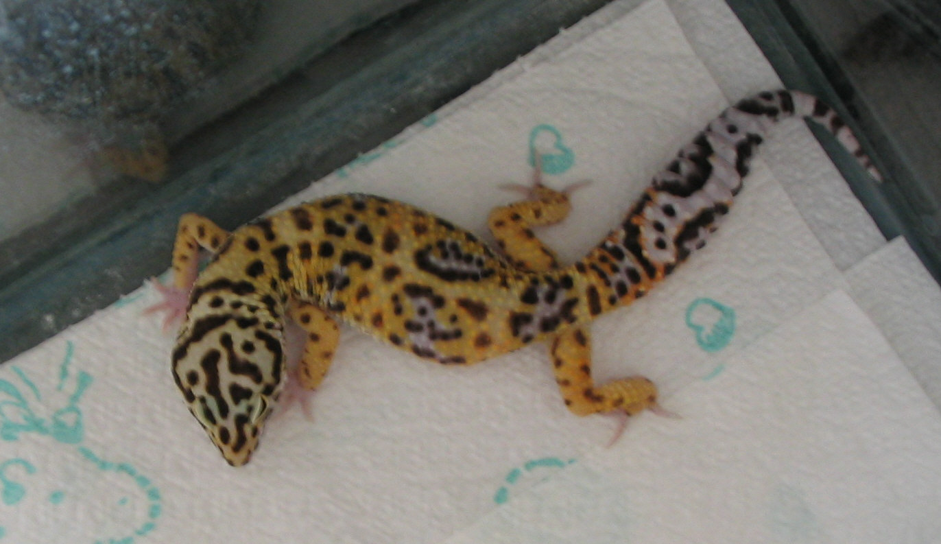Spyro